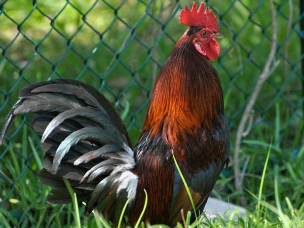 1kg Pure local chicken curry