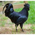 1kg Kadaknath Chicken Curry